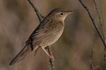 Flickr - Rainbirder - Grasshopper Warbler (Locustella naevia).jpg