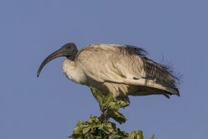 The ibis species that represents Thoth