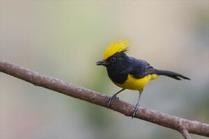Sultan Tit Mahananda Wildlife Sanctuary Darjeeling, West Bengal, India.jpg