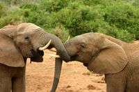 Elephants mating ritual 2.jpg