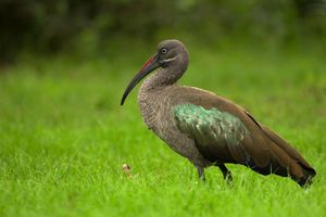 Hadeda Ibis Portrait.jpg