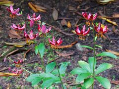 Lilium, Hare Hill, Cheshire 2c.jpg