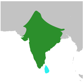 صورة معبرة عن الموضوع ذعرة بيضاء الحاجب