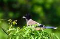 Black-headed Jay near Gallu temple in Himachal