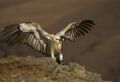 Cape Vulture - Giant Castle - South-Africa 010002 (15444476446).jpg