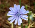 Cichorium intybus (Cichorioideae). Note the dark blue anther tubes and the bilabiate styles.