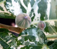 Figs of a variegated Ficus aspera.