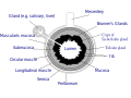 General structure of the gut wall showing the Mucosa.