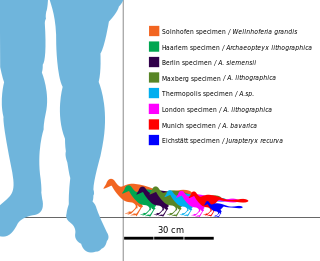 Archaeopteryx sizes ranging between about 25 and 50 centimeters long and between 25 and 60 centimeters in wingspan