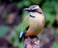 Turquoise-browed motmot, El Salvador and Nicaragua