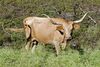 Texas Longhorn cow.jpg