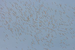A blue sky with many tiny silhouettes of distant flying birds