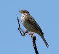 Corn Bunting. Miliaria calandra (32291261152).jpg