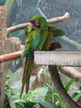 Military Macaw (Ara militaris)