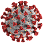 SARS-CoV-2 without background.png