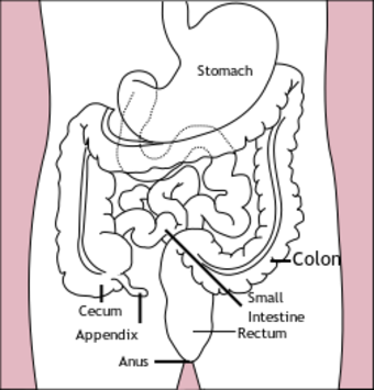 Stomach colon rectum diagram.svg