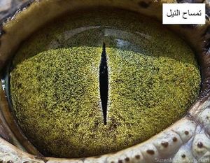 عيون حيوان3.jpg