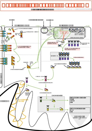 Control Of The Apoptosis Mecanisms