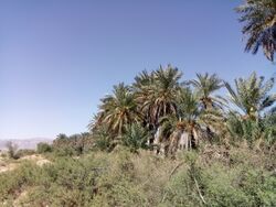 فرياب، بستك