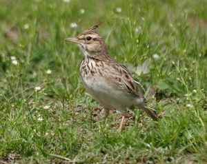 Crested Lark (Galerida cristata) at Sultanpur I Picture 118.jpg