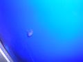 Jellyfish4.JPG