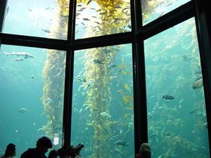 Photo of 50-قدم-tall (15 m) yellow plants in water behind glass wall divided into sections.