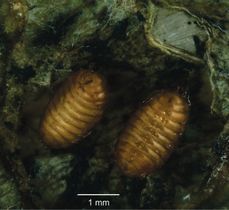 Pupae of Japanagromyza inferna, a gall fly, in gall of Centrosema virginianum.