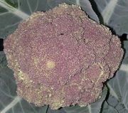 بروكلي صقلي