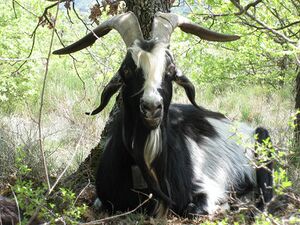 Bouc Provençal.jpg
