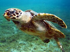 A Hawksbill sea turtle