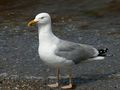 نورس الرنجة (Larus argentatus)
