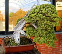 Photograph of windswept-style juniperus bonsai