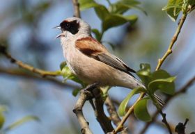 صورة معبرة عن الموضوع قرقف البندول