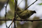 Yellow-browed Tit Fambong Lho Wildlife Sanctuary Sikkim 30.03.2014.jpg