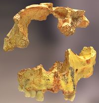 Homo antecessor.jpg
