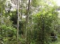 12 year old restoration plot Doi Suthep-Pui National Park N. Thailand.jpg