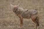 Golden jackal small.jpg