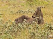 Tahr.jpg