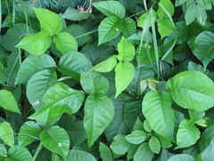 Toxicodendron radicans1.jpg
