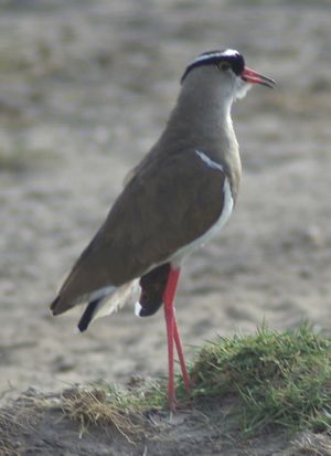 Vanellus coronatus1.jpg