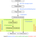 Corticosteroid biosynthetic pathway in rat