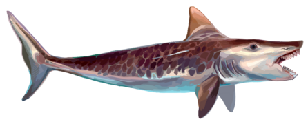Edestus was a large eugeneodontid fish that possessed two tooth whorls in its mouth