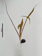 Euryale ferox Salisb. seedling with scale bar (3 cm) on a white background