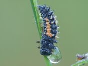 Ladybird larva