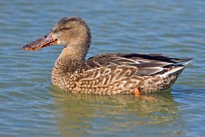 Northern Shoveler (Female).jpg