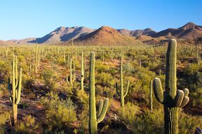 Saguaro National Park - Flickr - Joe Parks.jpg