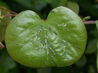 القمل القافز على ورقة شجرة أرجوان.