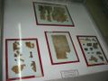 Fragments of the Dead Sea scrolls on display at the Archeological Museum, Amman