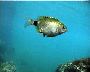 Diplodus annularis.jpg