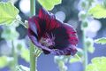 Hollyhock ‘Blacknight'